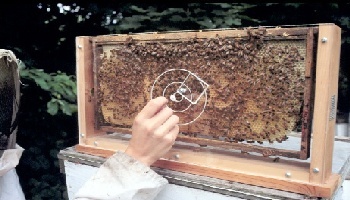 [ Image of field observation hive]